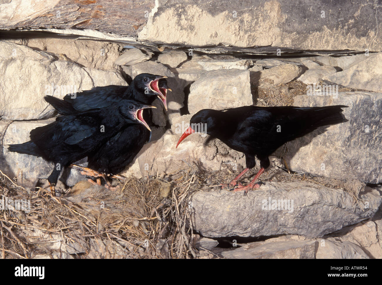 Red fatturati CHOUGH Pyrrhocorax pyrrhocorax pulcini di alimentazione al nido in edificio rovinato Foto Stock