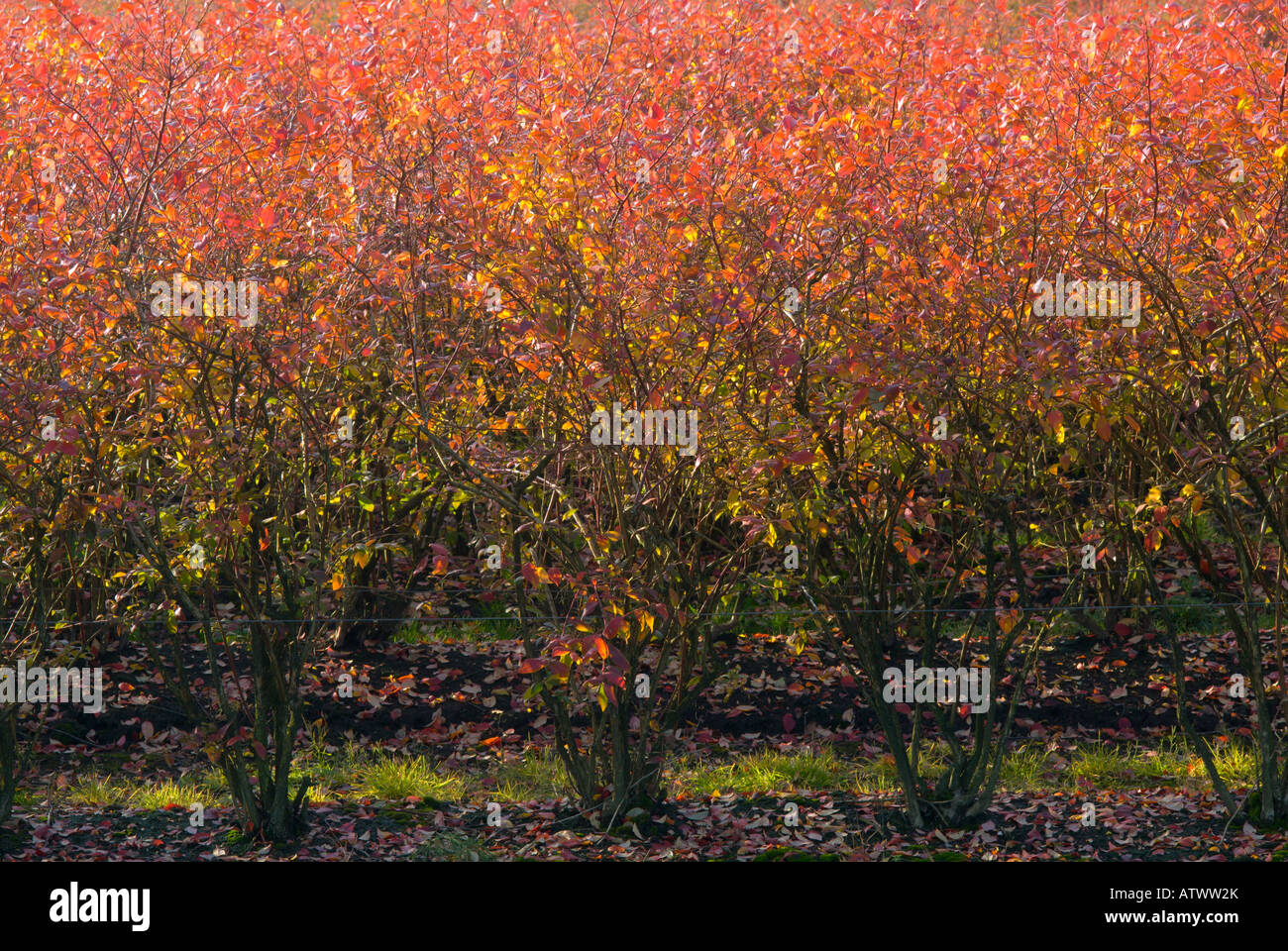 Cespugli di mirtilli in autunno Foto Stock Cespugli di mirtilli in autunno Foto Stock