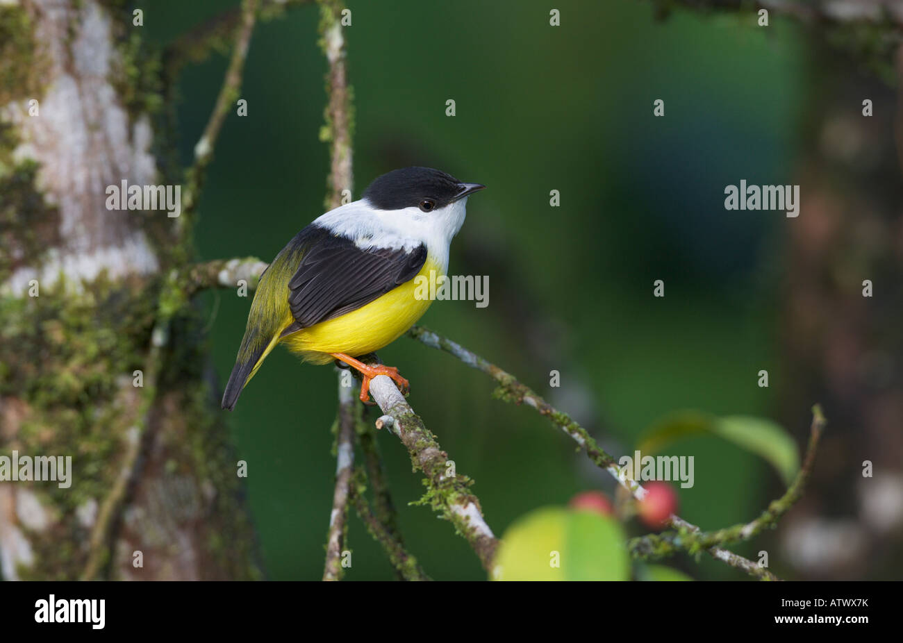 Collare bianco Manakin Manacus candei Foto Stock