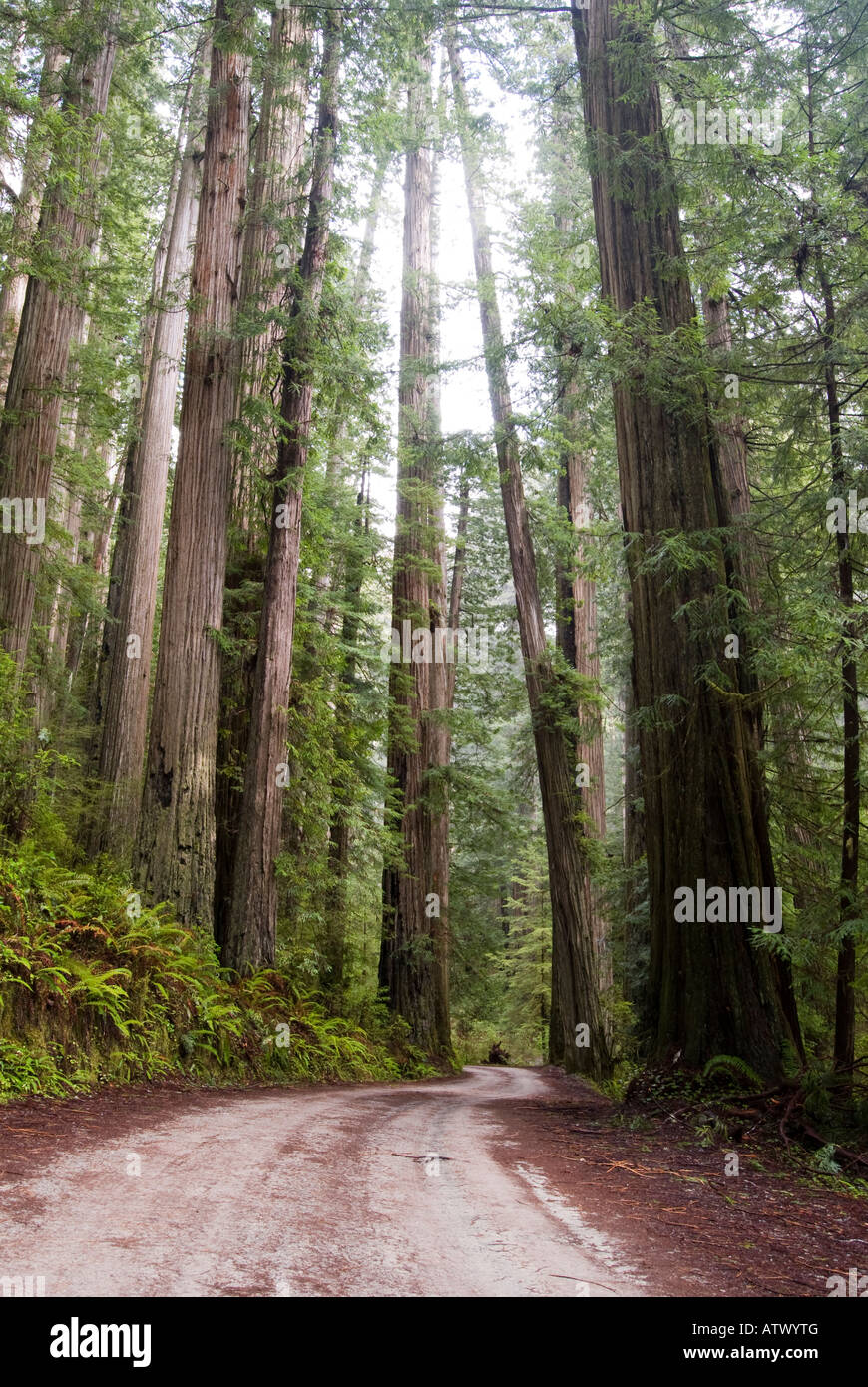 Howland Hill Road in Jedediah Smith Redwoods State Park, California. Foto Stock