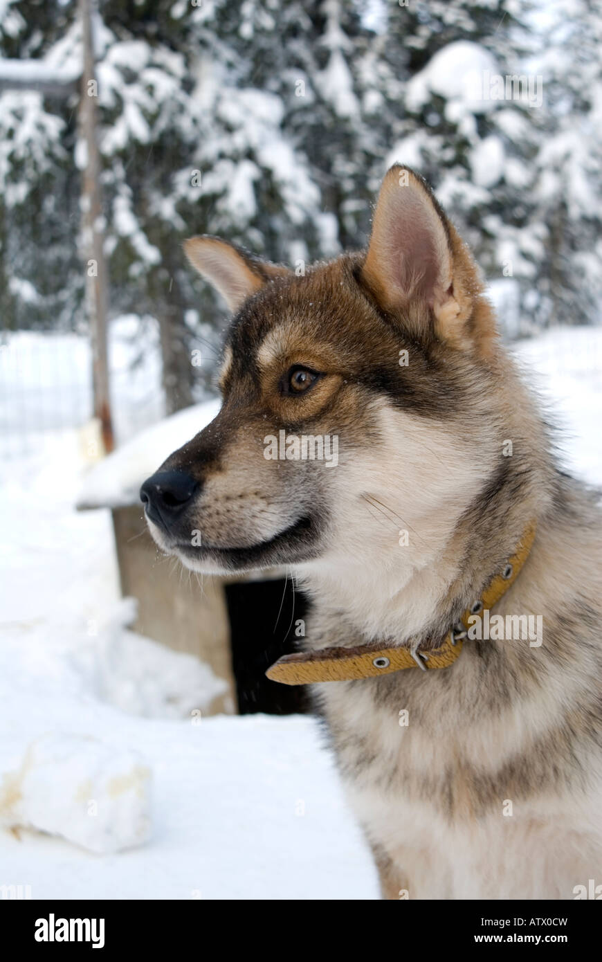 Team di cani husky pronto a tirare un musher e sledge beond il circolo polare artico in Lapponia Finlandia Foto Stock