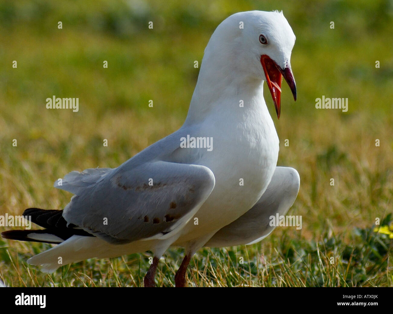 Seagull con la bocca aperta. Foto Stock