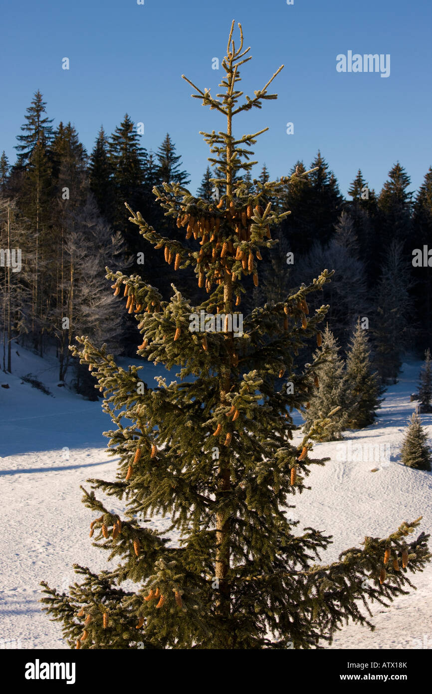 Norway Abete Picea abies, in inverno con coni; albero di Natale. Montagne  del Giura Francia orientale Foto stock - Alamy
