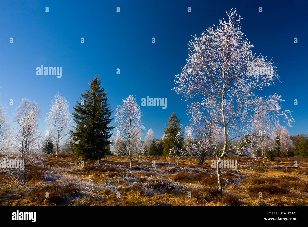 Le betulle Betula pubescens con trasformata per forte gradiente frost in una torbiera in Haut Jura vicino a Morez Midwinter Est della Francia, il Parco Naturale Regionale Foto Stock