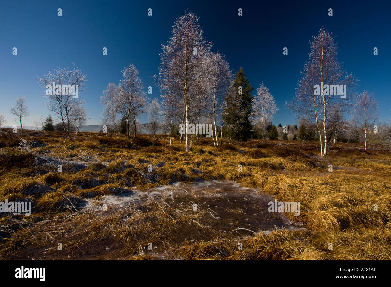 Le betulle Betula pubescens con trasformata per forte gradiente frost in una torbiera in Haut Jura vicino a Morez Midwinter Est della Francia, il Parco Naturale Regionale Foto Stock