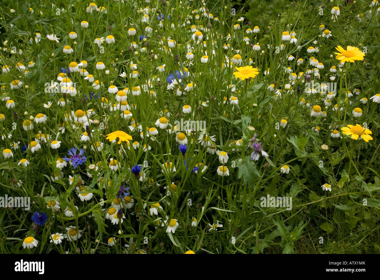 Cornfield confine di erbacce nel giardino della fauna selvatica Dorset con mais Le calendule papaveri etc Foto Stock