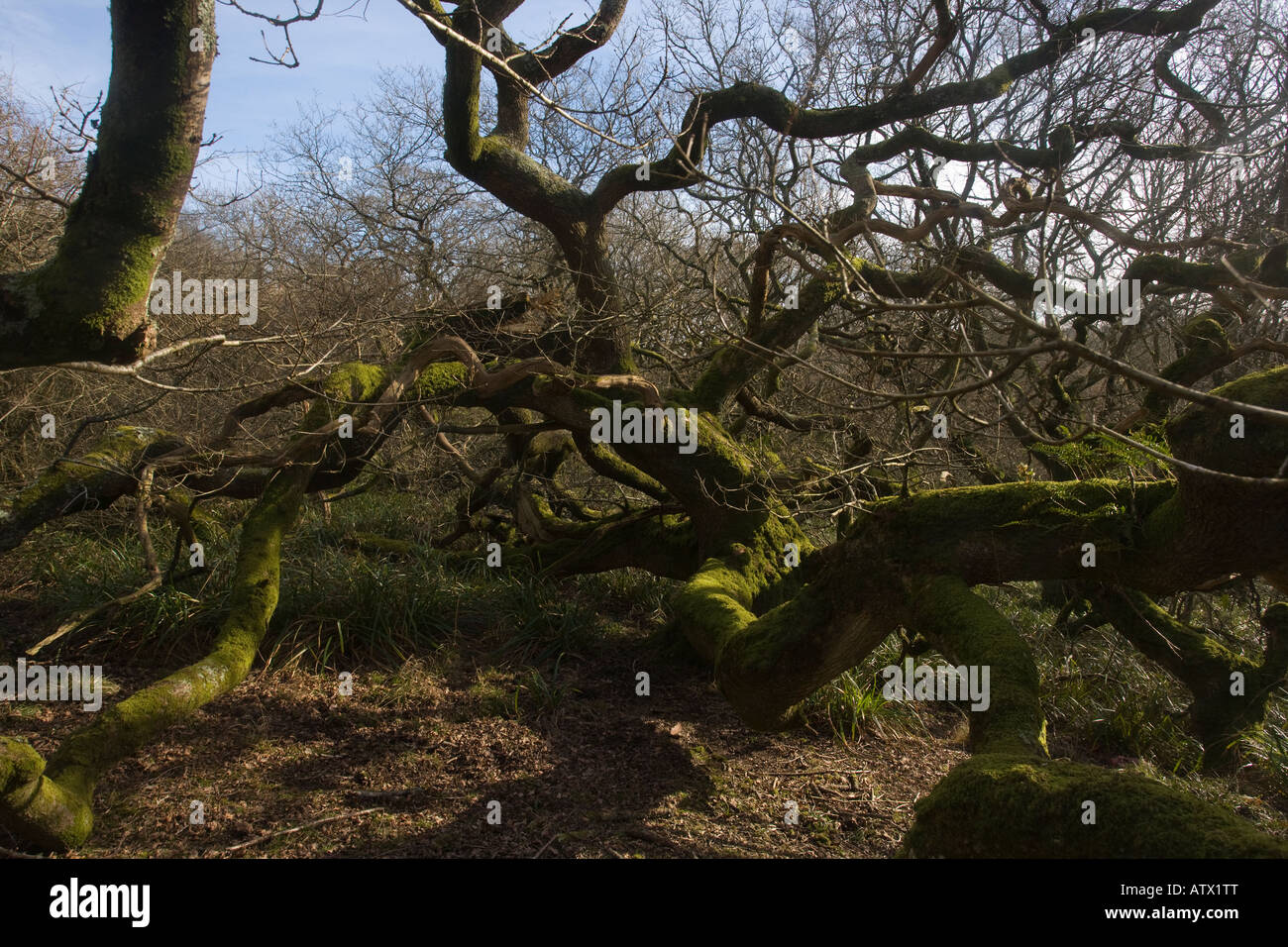 Antica nodose querce Quercus robur a Powerstock comune natura riserva Dorset Foto Stock