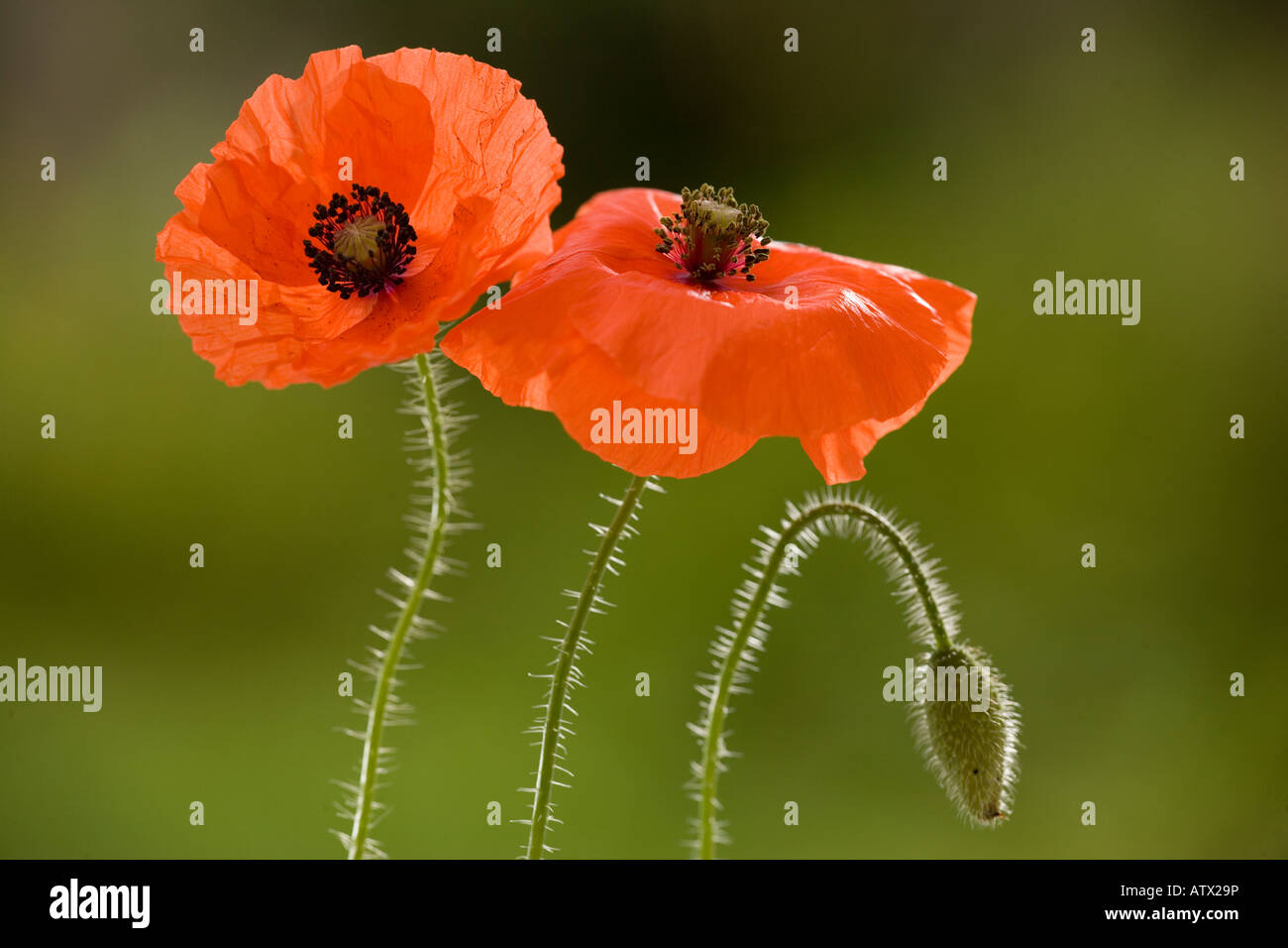 Papavero comune o di un campo di semi di papavero Papaver rhoeas diffusa erbaccia cornfield Foto Stock