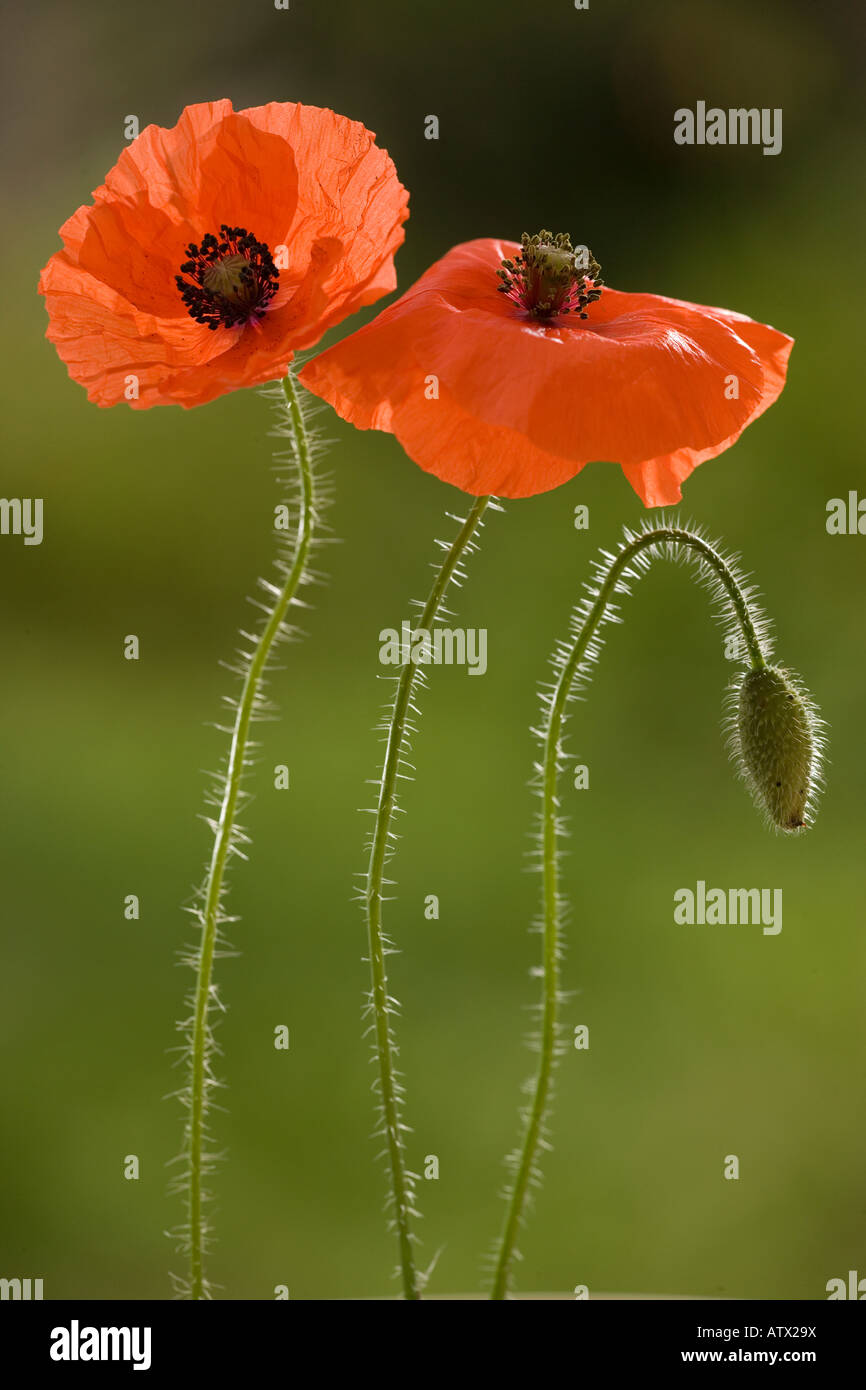 Papavero comune o di un campo di semi di papavero Papaver rhoeas diffusa erbaccia cornfield Foto Stock