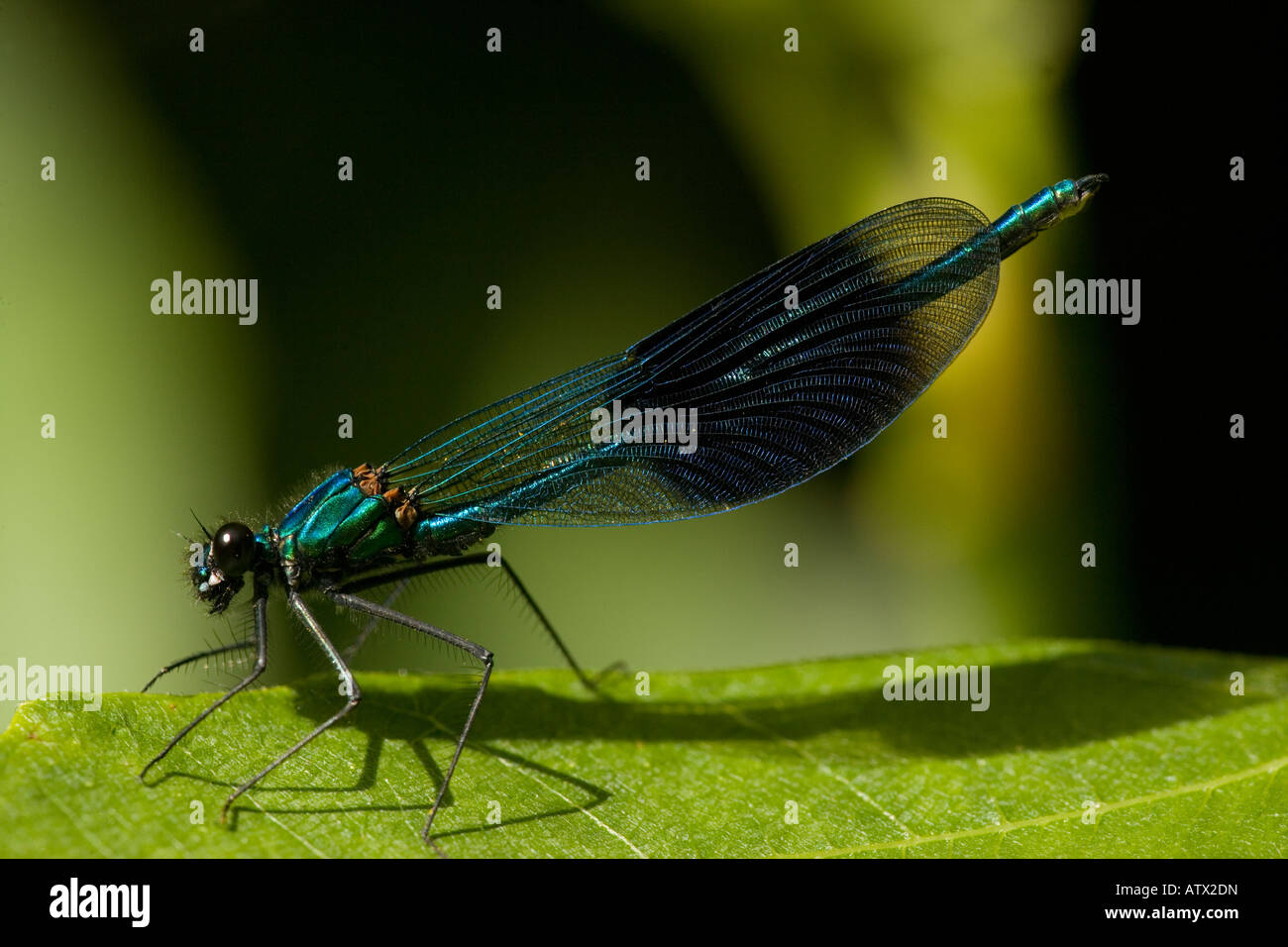 Nastrare maschio Demoiselle Calopteryx splendens Agrion splendens appoggiata Foto Stock