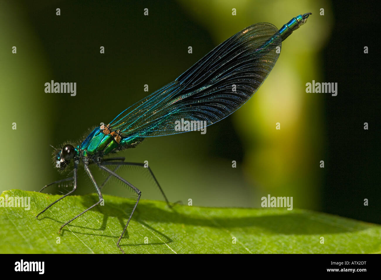 Nastrare maschio Demoiselle Calopteryx splendens Agrion splendens appoggiata Foto Stock