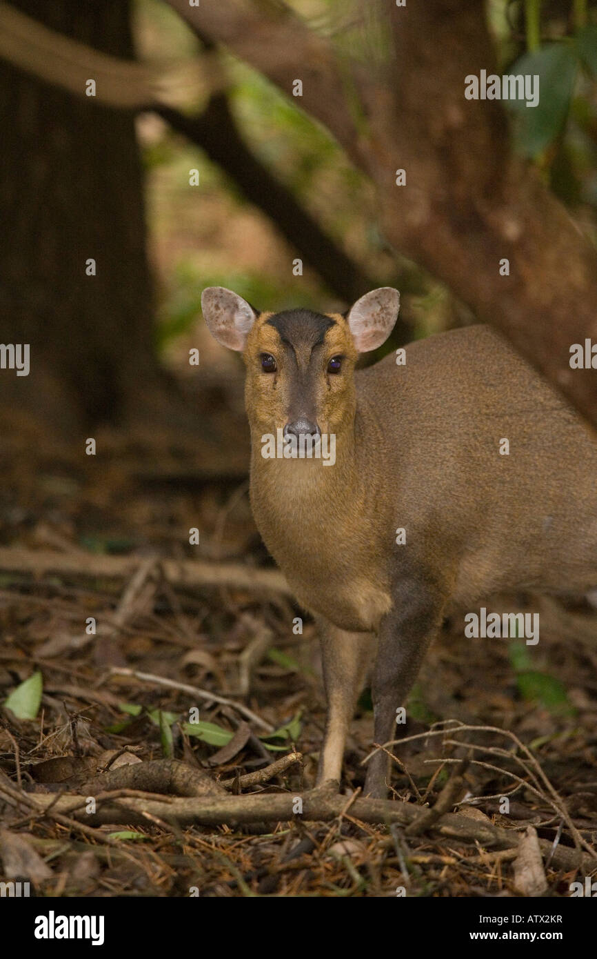 Reeves muntjac cervi, Muntiacus reevesi, anche noto come Deer di Barking o Muntjac cinese ampiamente naturalizzato nel Regno Unito dalla Cina Foto Stock
