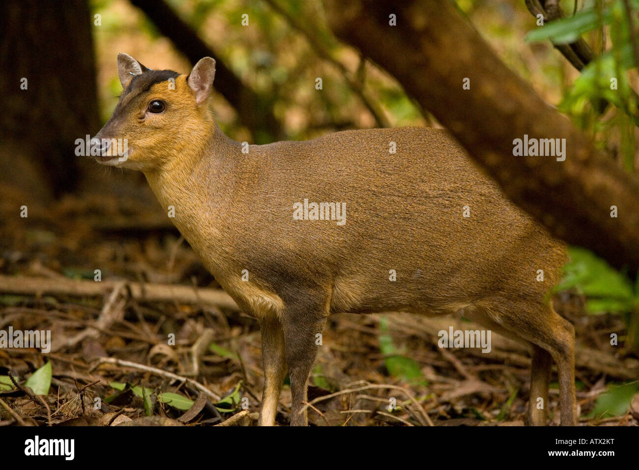 Reeves muntjac cervi, Muntiacus reevesi, anche noto come Deer di Barking o Muntjac cinese ampiamente naturalizzato nel Regno Unito dalla Cina Foto Stock