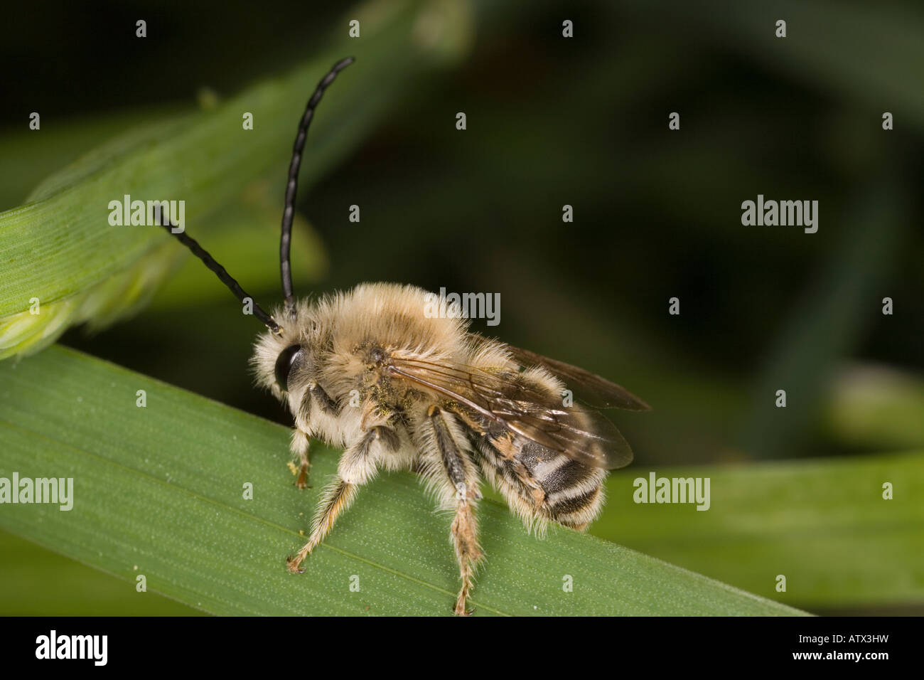 Una lunga cornuto bee Eucera maschio longicornis solitario aculeate hymenoptera Francia Foto Stock