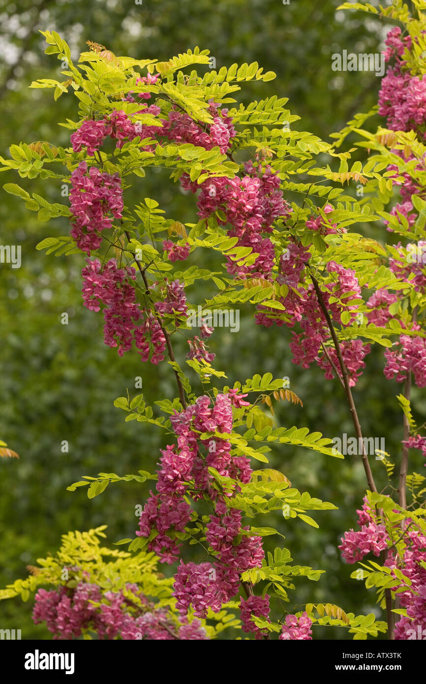 Rose di Acacia o ispido locust Robinia hispida in fiore dal sud-est USA Foto Stock