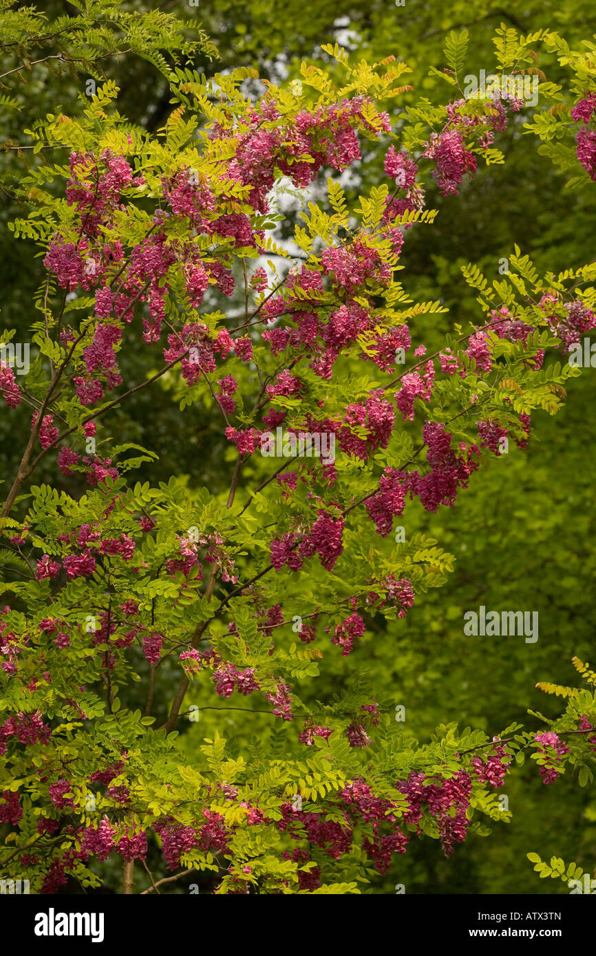 Rose di Acacia o ispido locust Robinia hispida in fiore dal sud-est USA Foto Stock