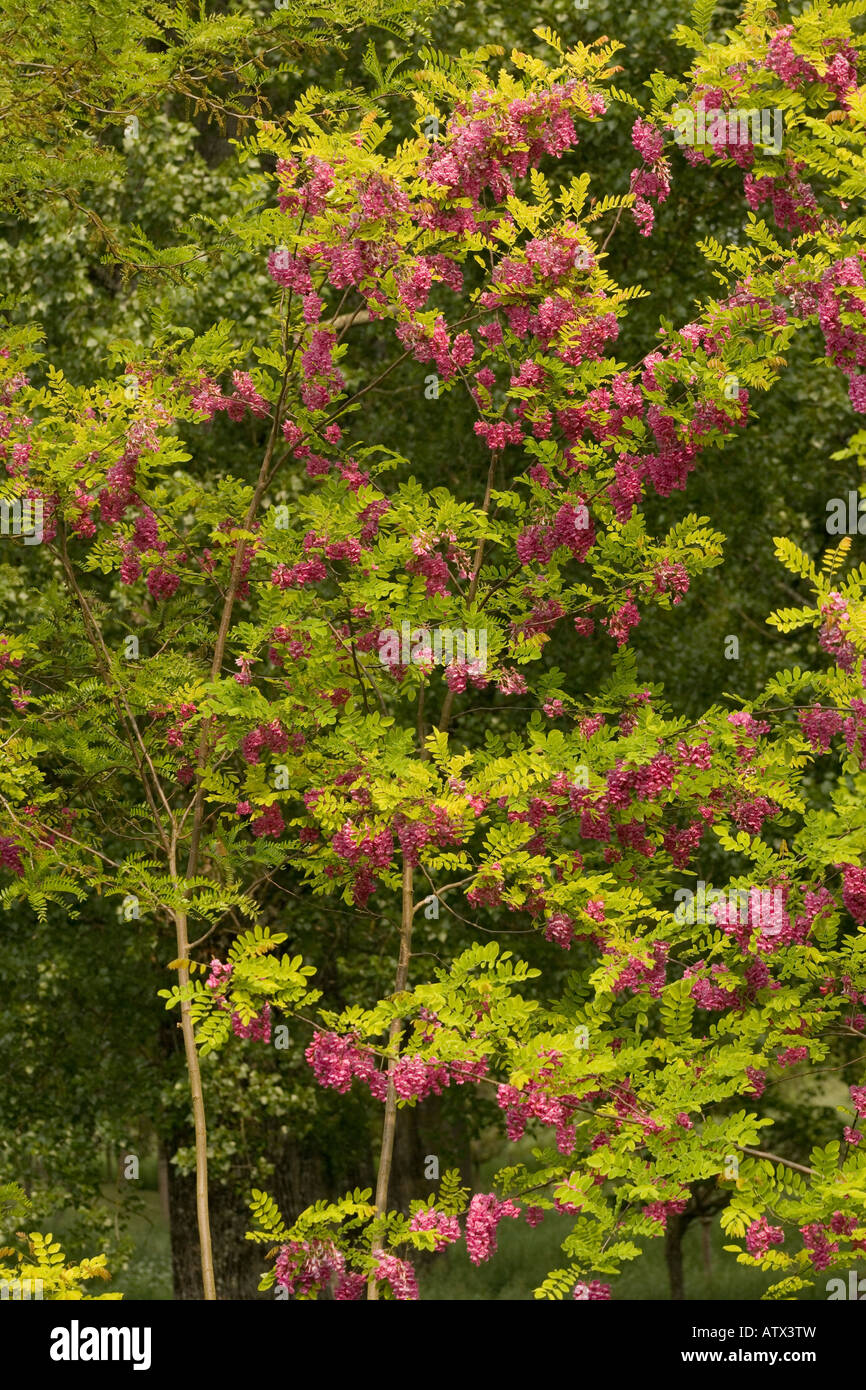 Rose di Acacia o ispido locust Robinia hispida in fiore dal sud-est USA Foto Stock