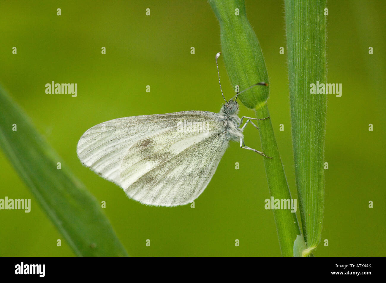 Legno bianco (Leptidea sinapis) si stabilirono sull'erba, close-up Foto Stock
