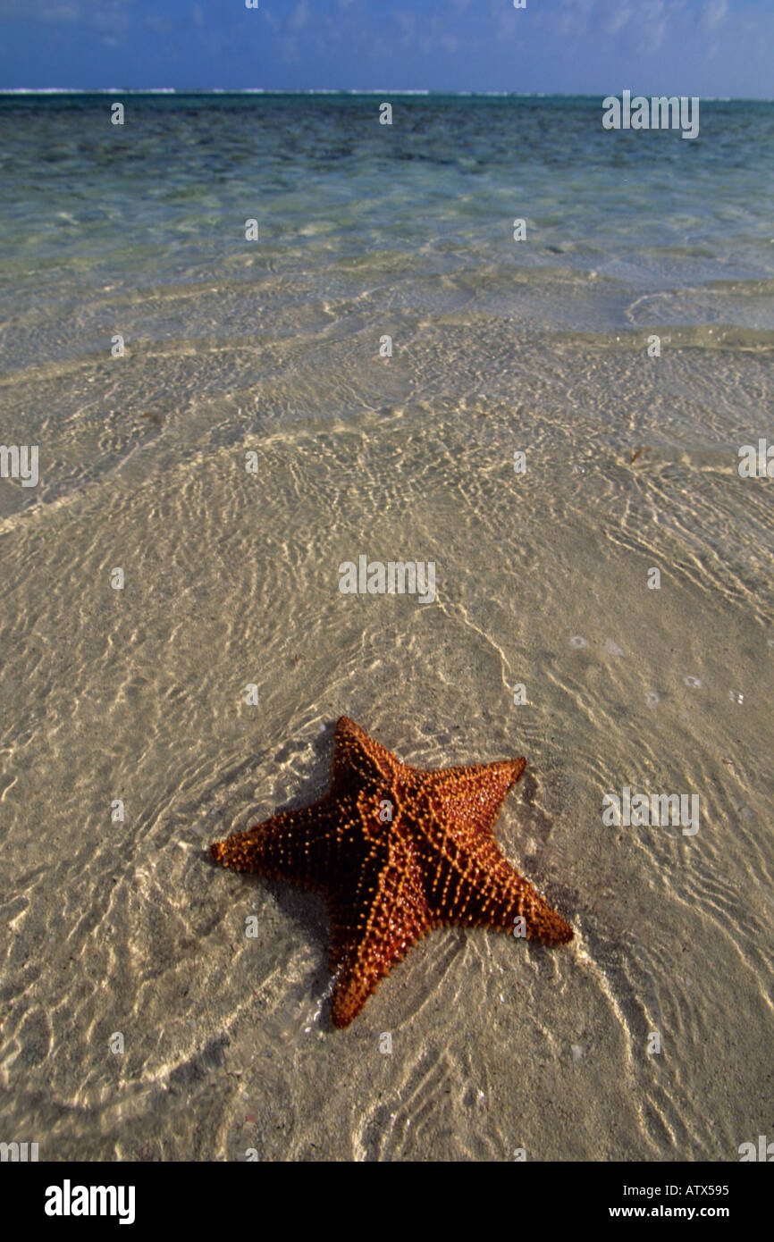 BELIZE Barrier Reef America Centrale Seastar su piccole cay Foto Stock