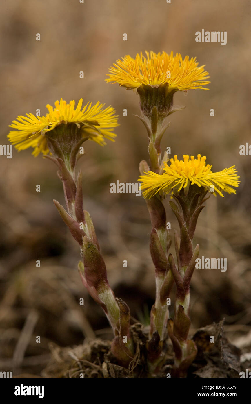 Coltsfoot comune Tussilago farfara in fiore primavera Foto Stock