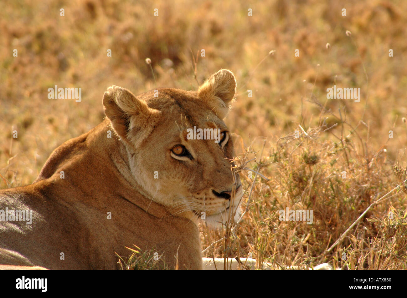 Una femmina di lion Serengeti Ntl Park Tanzania Africa Foto Stock