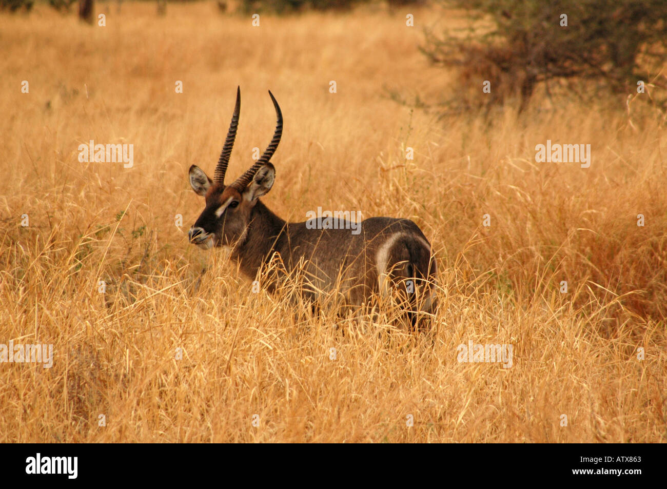 Antelope dalla Tanzania Africa Foto Stock