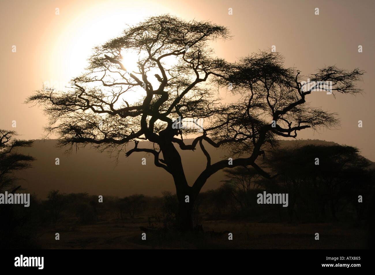 Acacia al tramonto Tanzania Africa Foto Stock