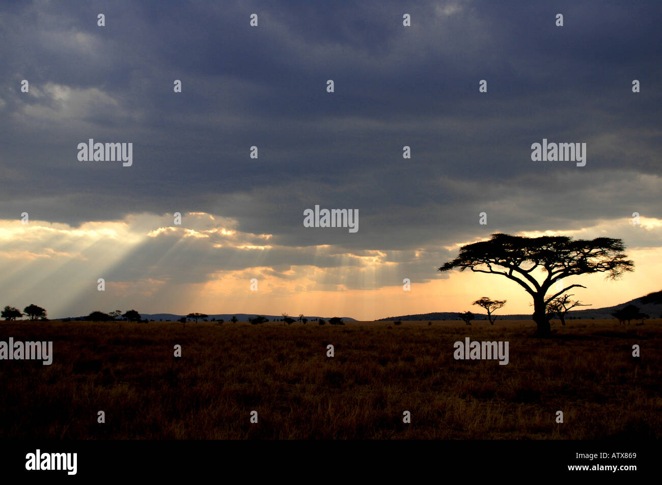 Acacia in un tempestoso tramonto Tanzania Africa Foto Stock