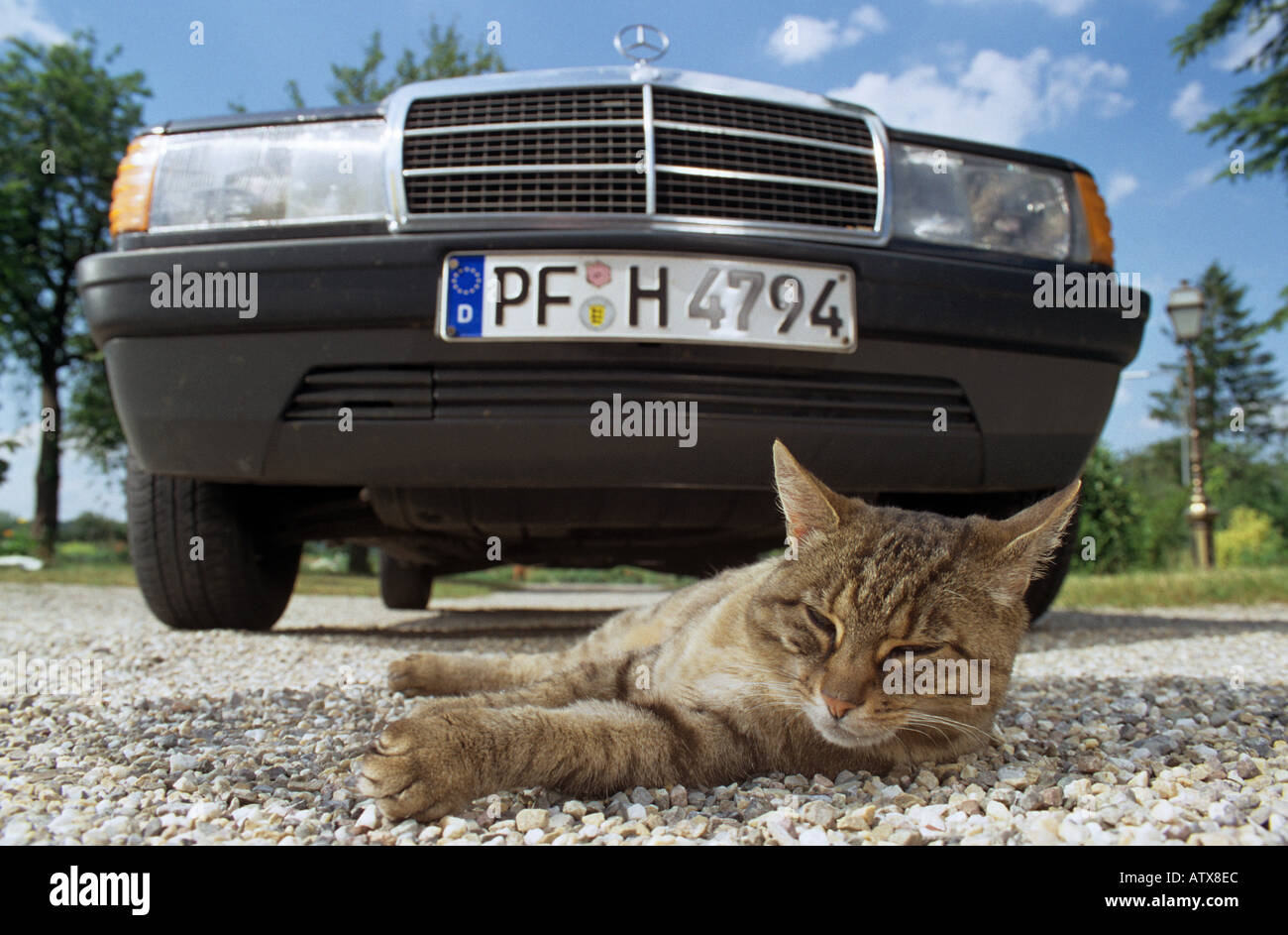 Pericolo : Gatto sdraiato nella parte anteriore di una macchina Foto Stock