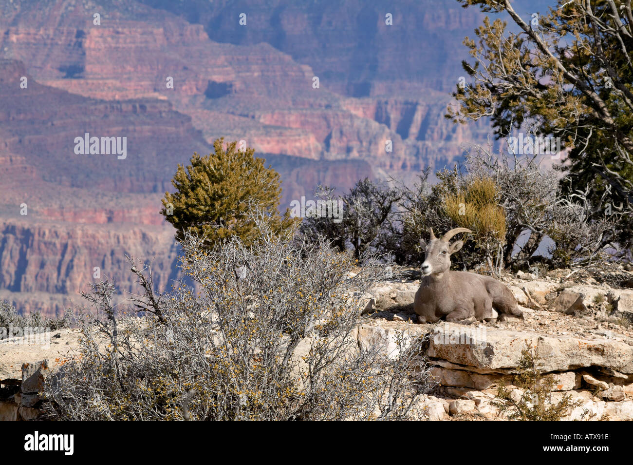 Big Horn famiglia pecore Pecore e agnelli sulla roccia battuta sulla scogliera che si affaccia sul Grand Canyon Arizona Foto Stock