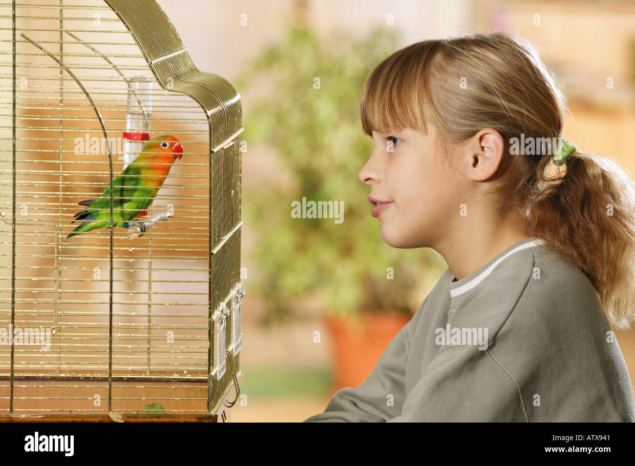 Ragazza che guarda il Lovebird di Fischer (Agapornis fischeri) in una gabbia Foto Stock