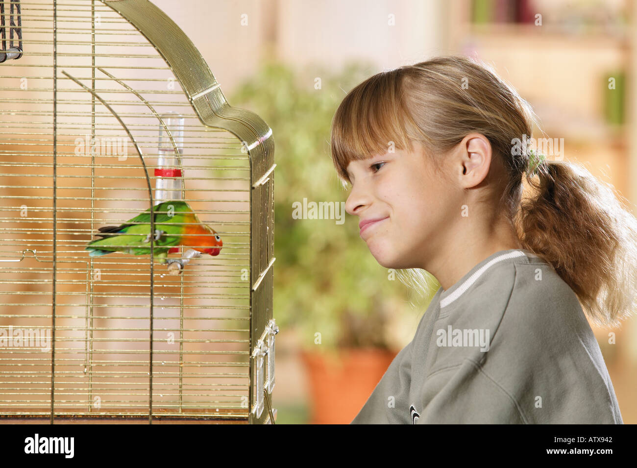 Ragazza che guarda il Lovebird di Fischer (Agapornis fischeri) in una gabbia Foto Stock