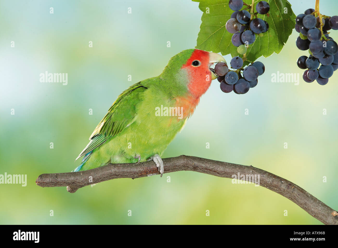 Roseo-di fronte Lovebird (Agapornis roseicollis) mangiare uva Foto Stock