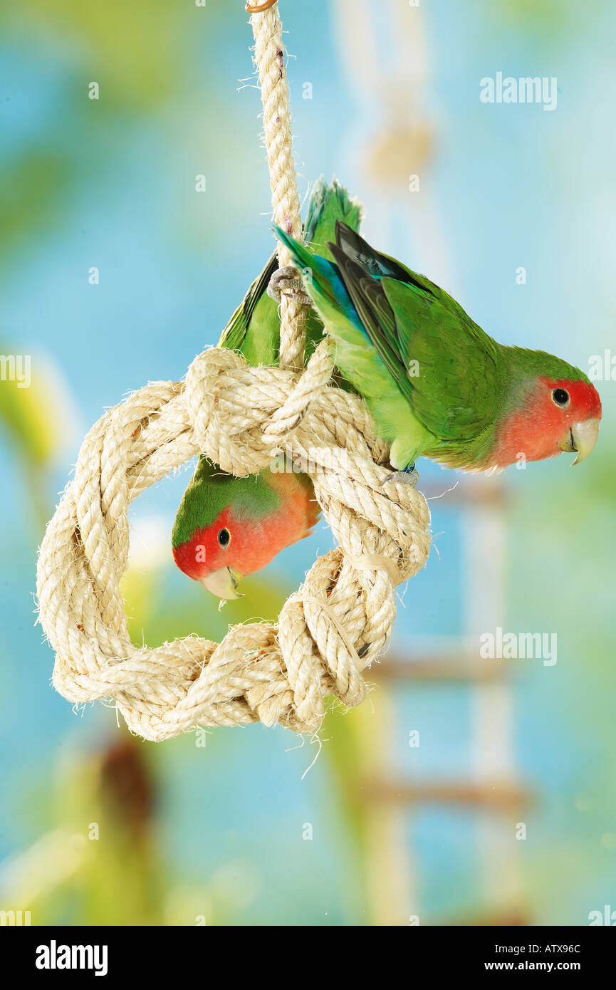 Due pesche e di fronte innamorati a fune / Agapornis roseicollis Foto Stock
