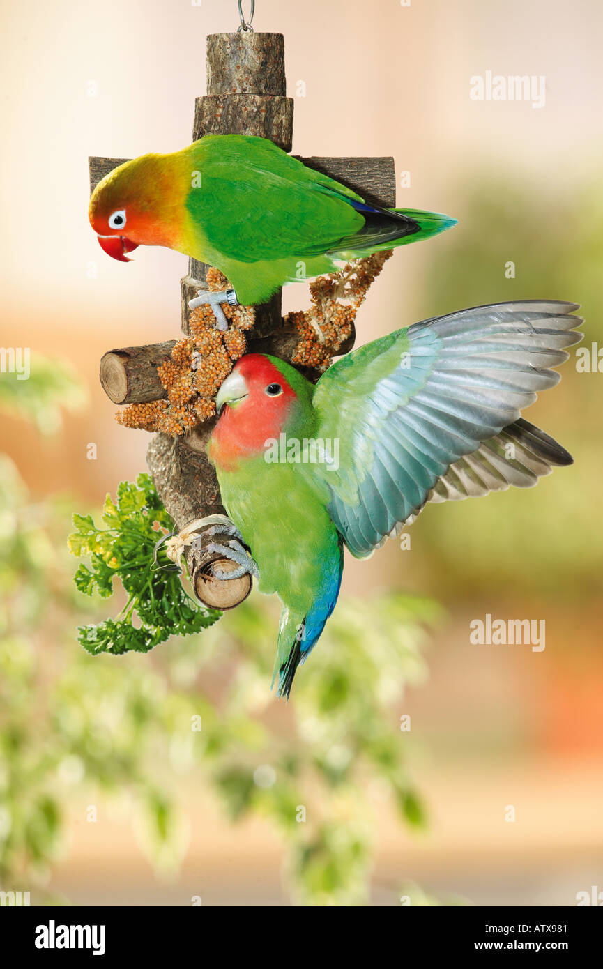 Fischer Lovebird e pesca-di fronte lovebird in Giocattolo con cibo / Agapornis personatus fischeri Agapornis roseicollis Foto Stock
