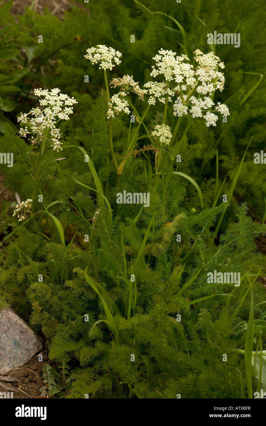 Spignel o Baldmoney Meum athamanticum raro nel Regno Unito Foto Stock