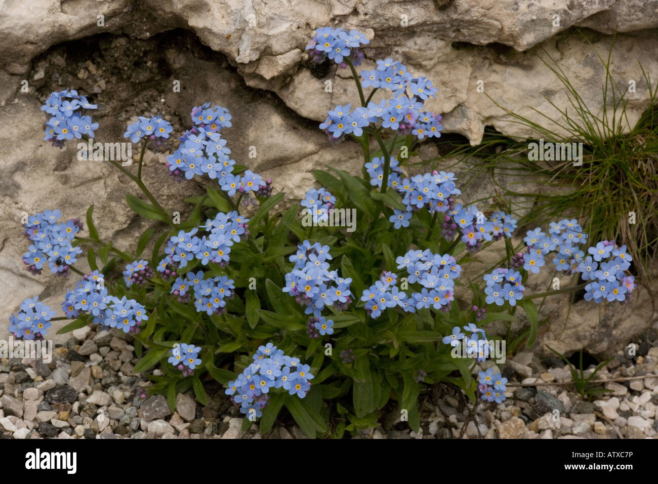 Alpine non dimenticarmi, Myosotis alpestris, in fiore molto raro nel Regno Unito Foto Stock