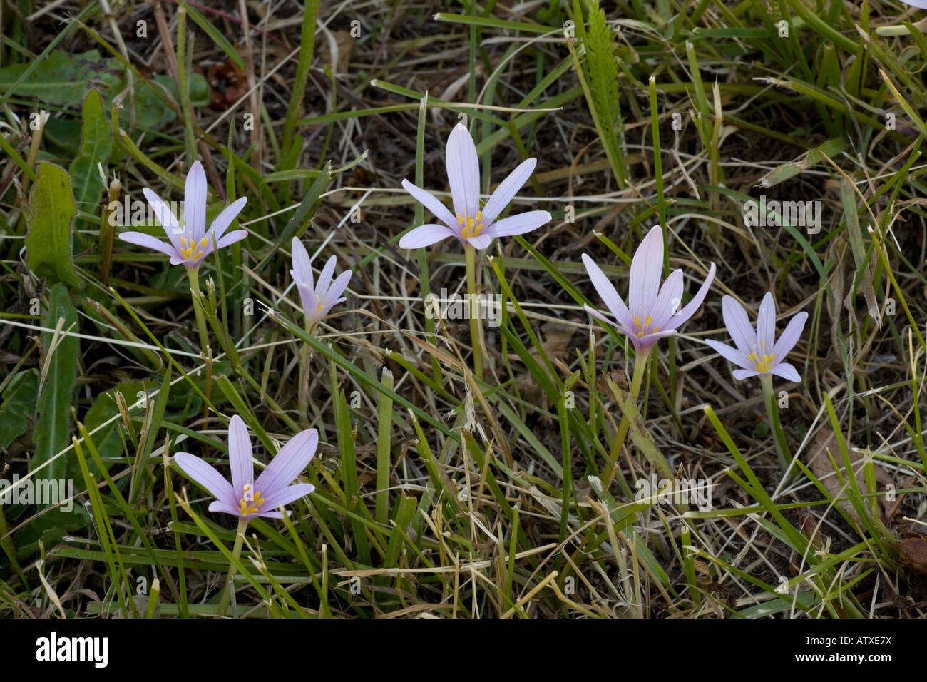 Croco alpino d'autunno, Colchicum alpinum, in pascolo Vanoise Alpi francesi Foto Stock