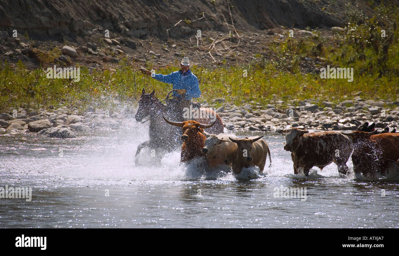 Cowboy immobilizzare i bovini al di là del fiume, Alberta, Canada Foto Stock