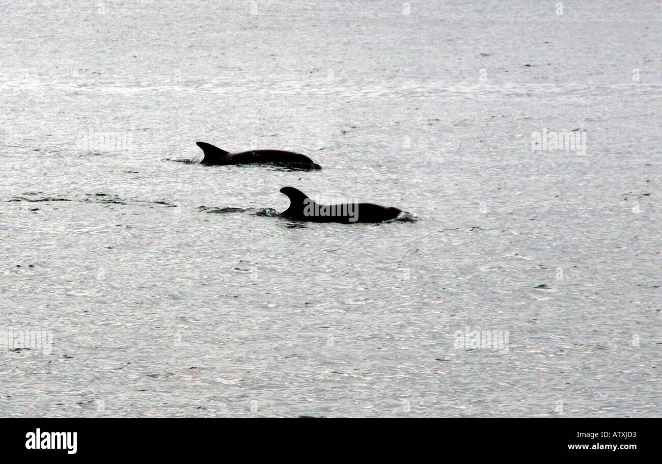 I delfini, santa barbara canale, California Foto Stock