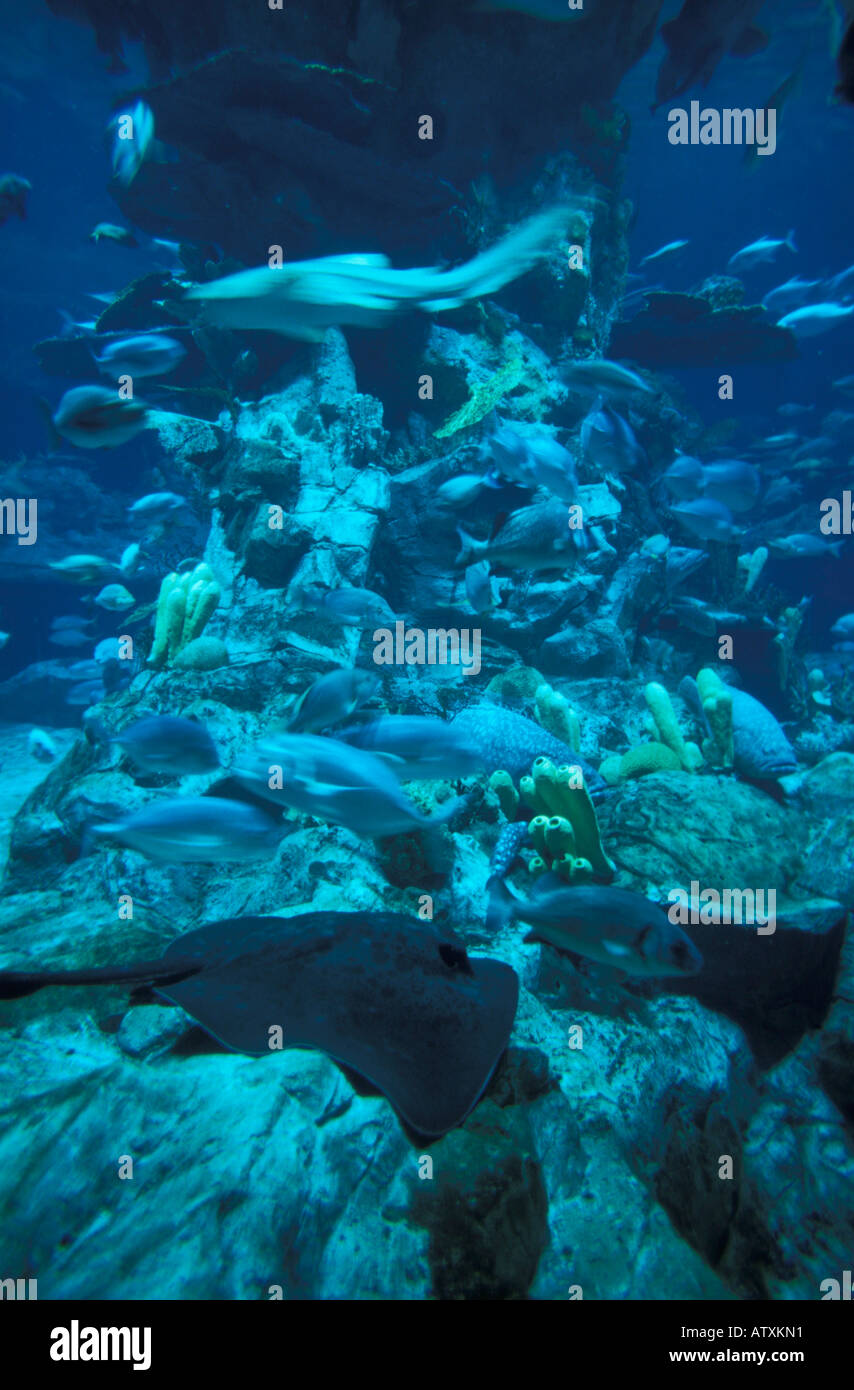 Ocean Park Hong Kong Cina Asia Foto Stock