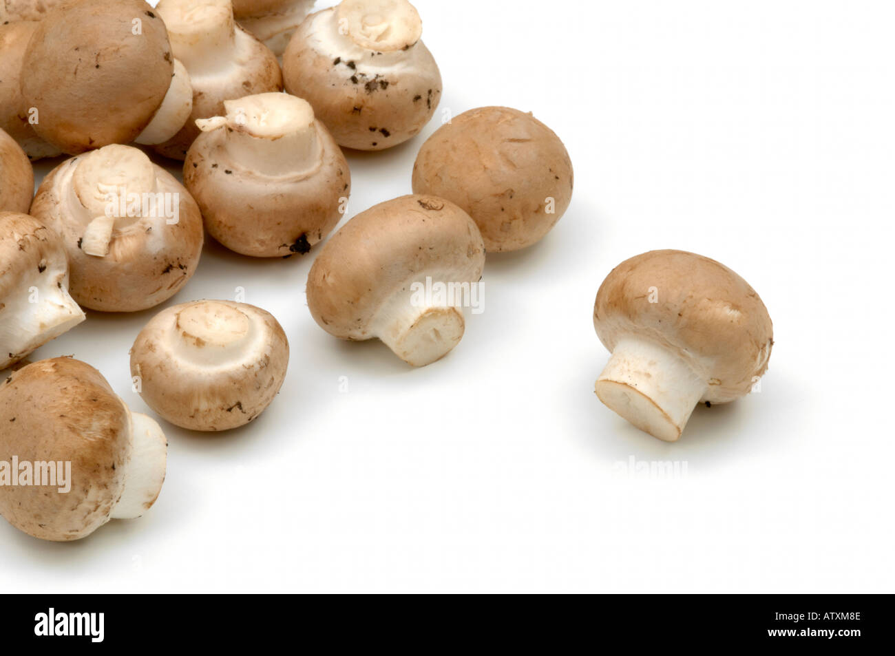 Funghi castagne su sfondo bianco Foto Stock