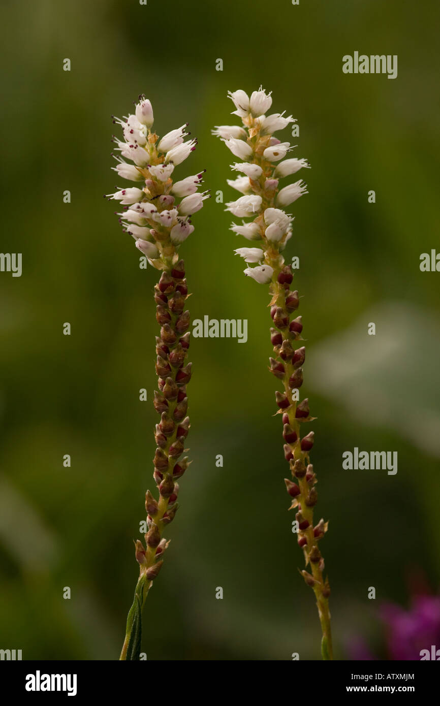 Alpine Polygonum bistort vivipara nel prato di montagna Pirenei Foto Stock