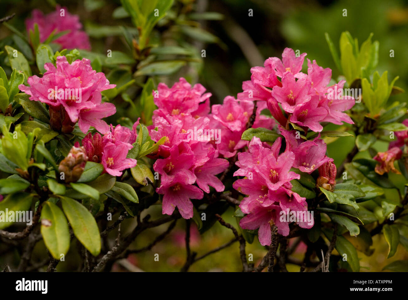 Alpenrose, Rhododendron ferrugineum, nei Pirenei Foto Stock