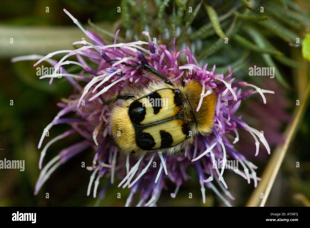 Bee chafer, o Bee Beetle, Trichius fasciatus, su una Romania mutata Foto Stock