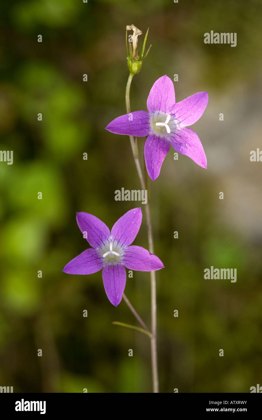 Diffondere la Campanula Campanula patula rari nel Regno Unito Foto Stock