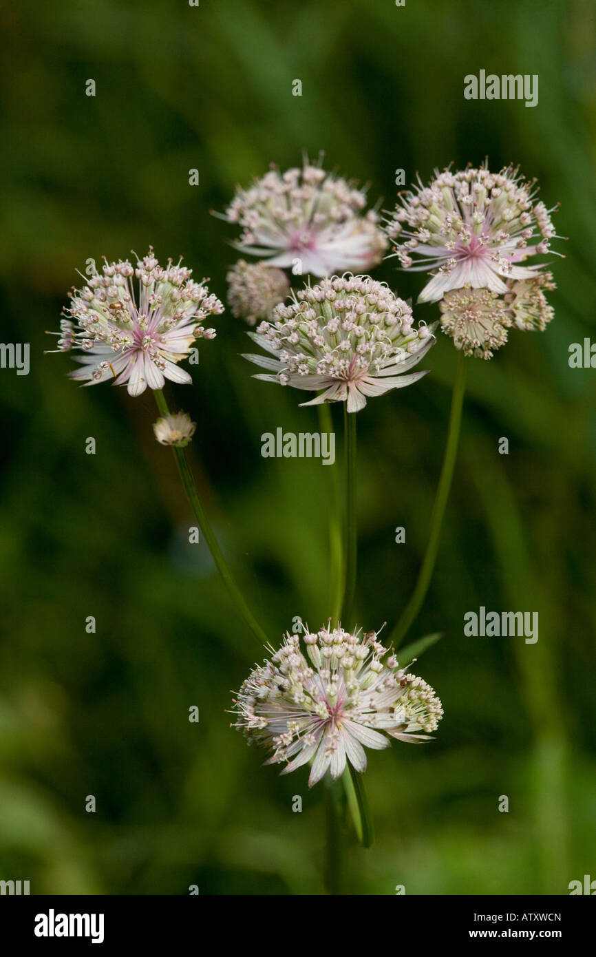 Grande Masterwort o Mountain Sanicle Astrantia major nei pascoli di montagna Foto Stock