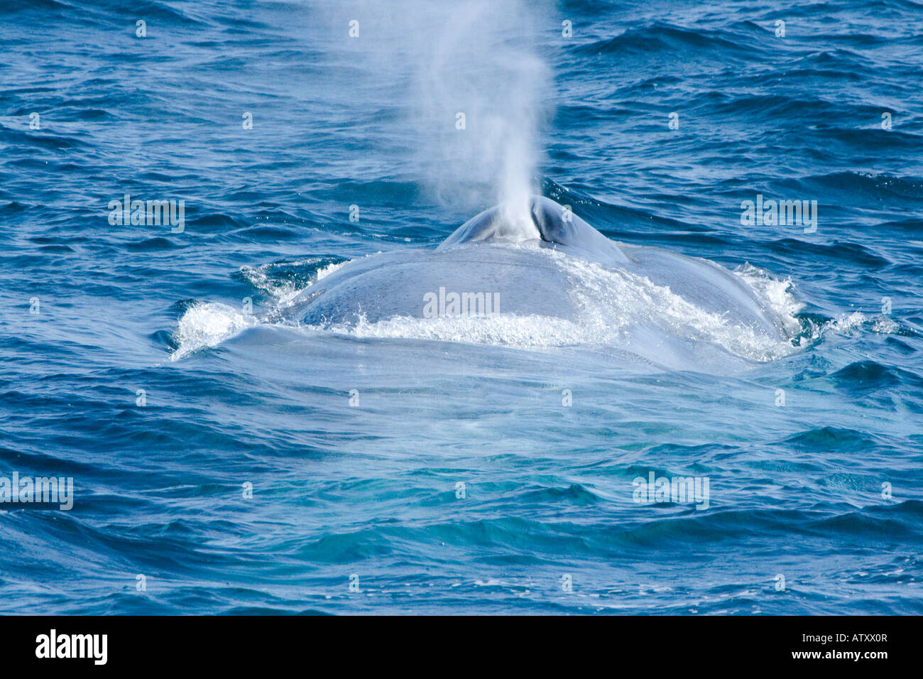 Una balena blu, Balaenoptera musculus, superfici al largo della costa della California, Stati Uniti d'America. Foto Stock