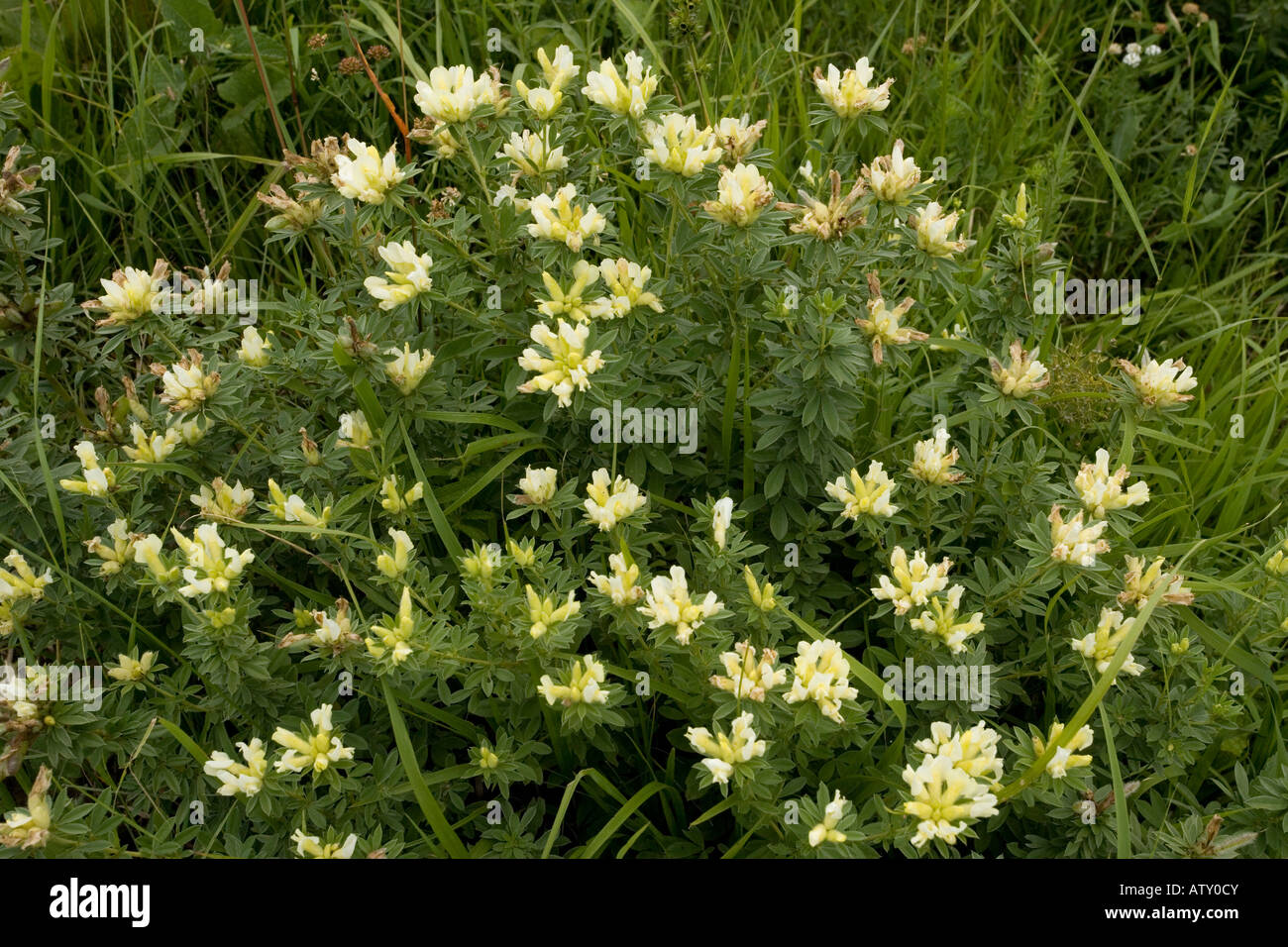Un legume arbustiva Cytisus albus Romania Foto Stock