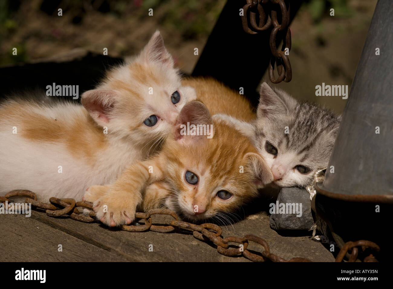 Gattini giocando nel cortile di fattoria villaggio sassone Romania Foto Stock